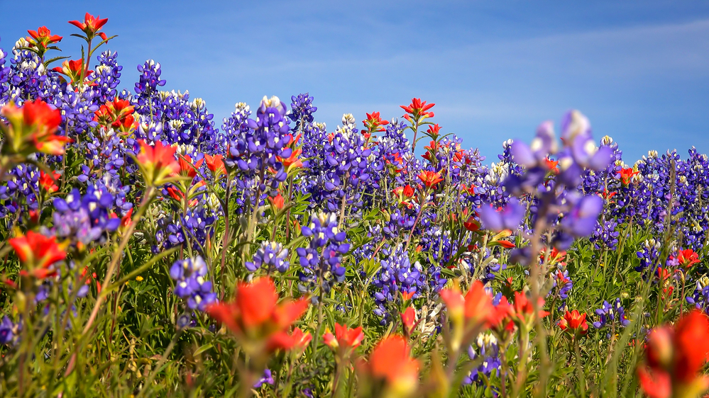 You can see the many Texas Hill country wildflowers in various places. 