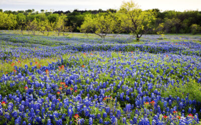 When and Where To See Texas Hill Country Wildflowers