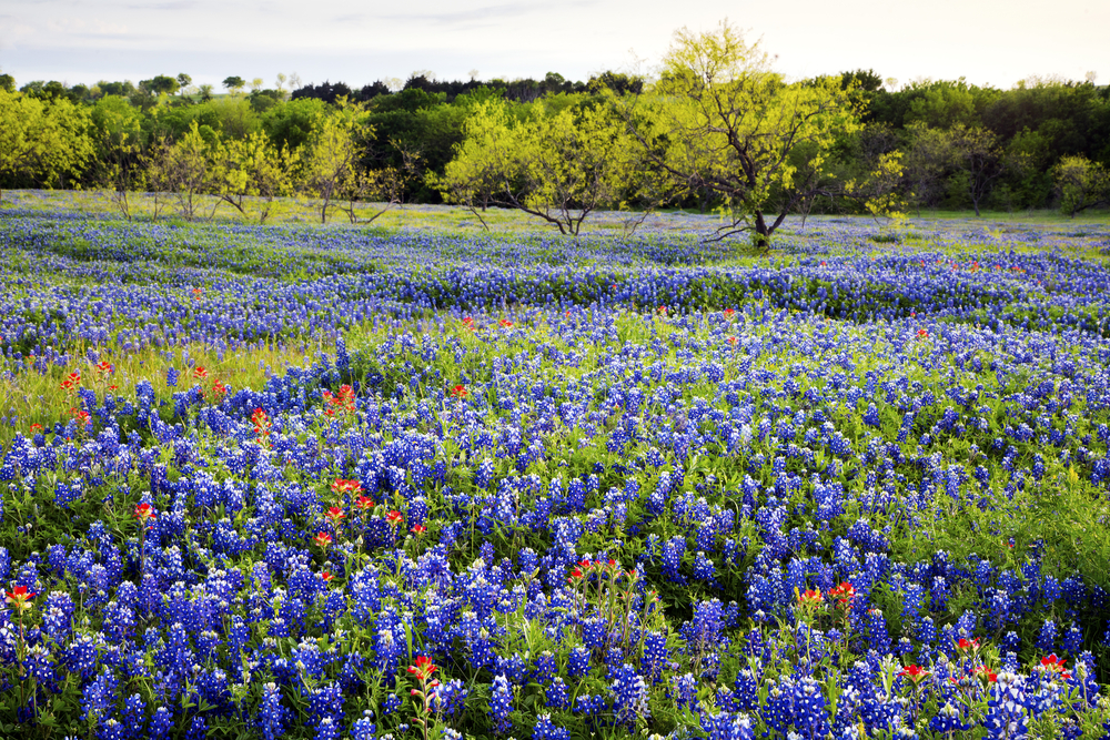 When and Where To See Texas Hill Country Wildflowers