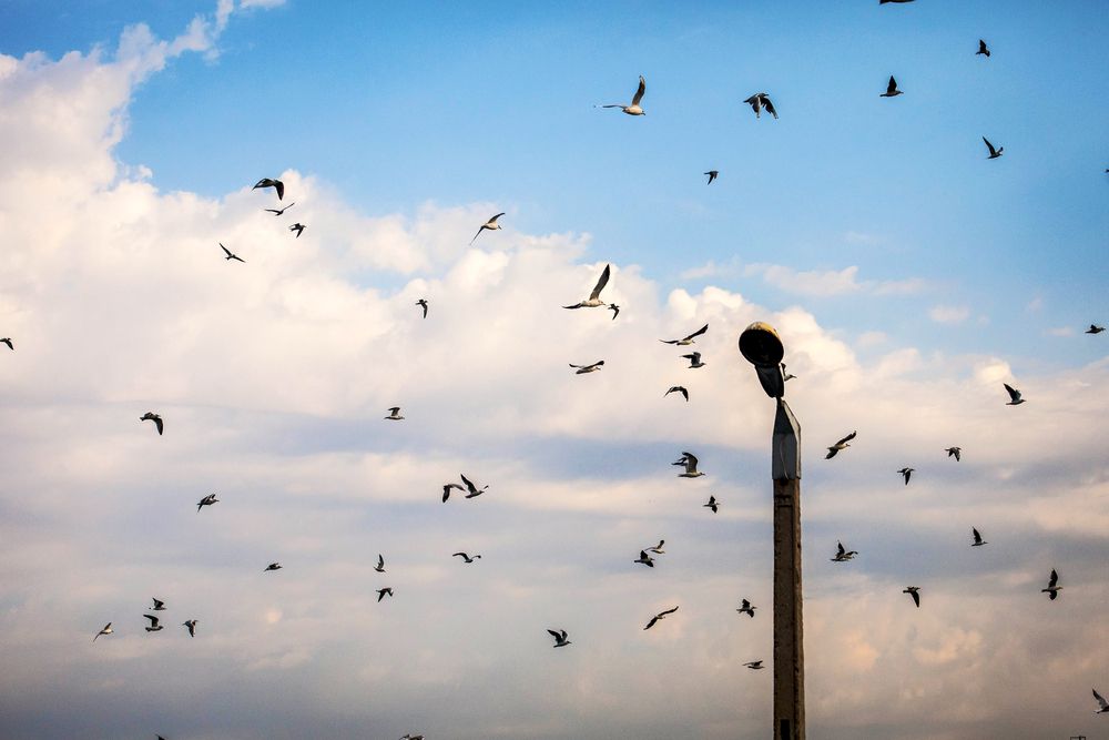 Watching bats near the McNeil Road overpass is one of many free things to do in North Austin.