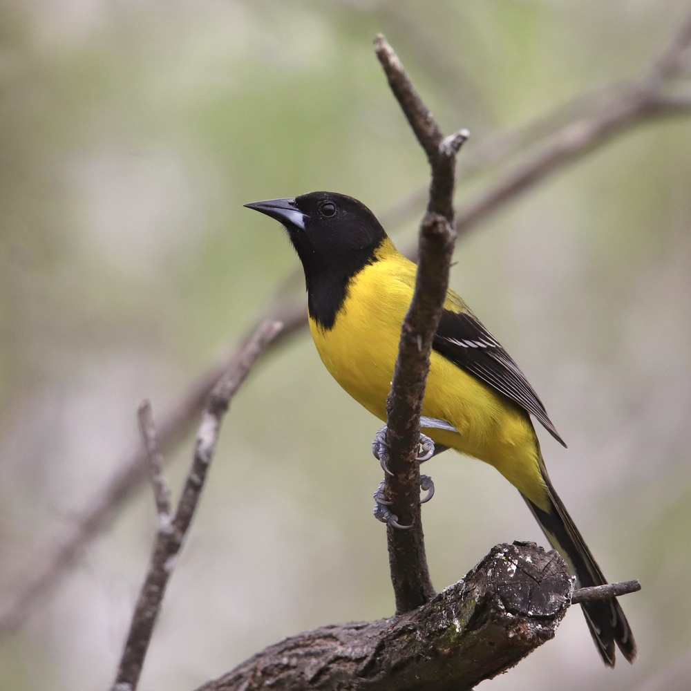 Among the birds of Texas Hill Country are songbirds like Scott's Oriole. 