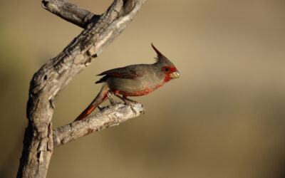 Your Guide to the Birds of Texas Hill Country