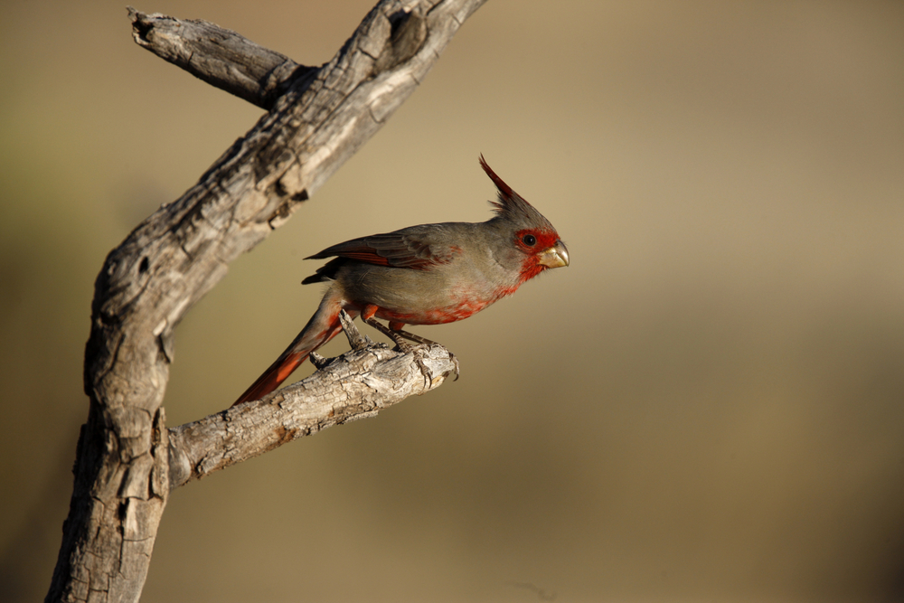 Your Guide to the Birds of Texas Hill Country