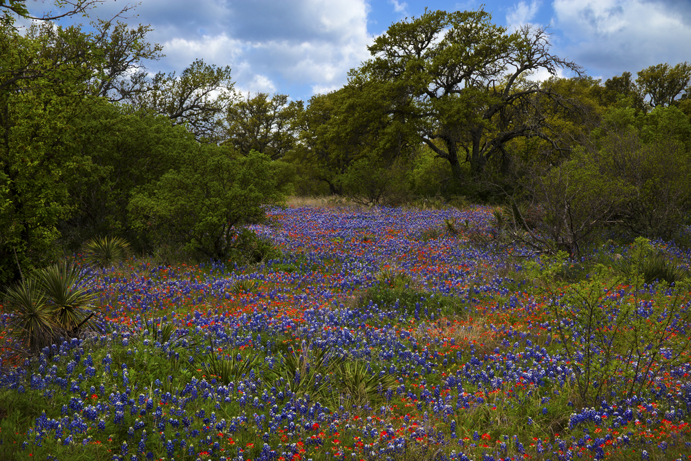 You can see many wildflowers while hiking in texas hill country