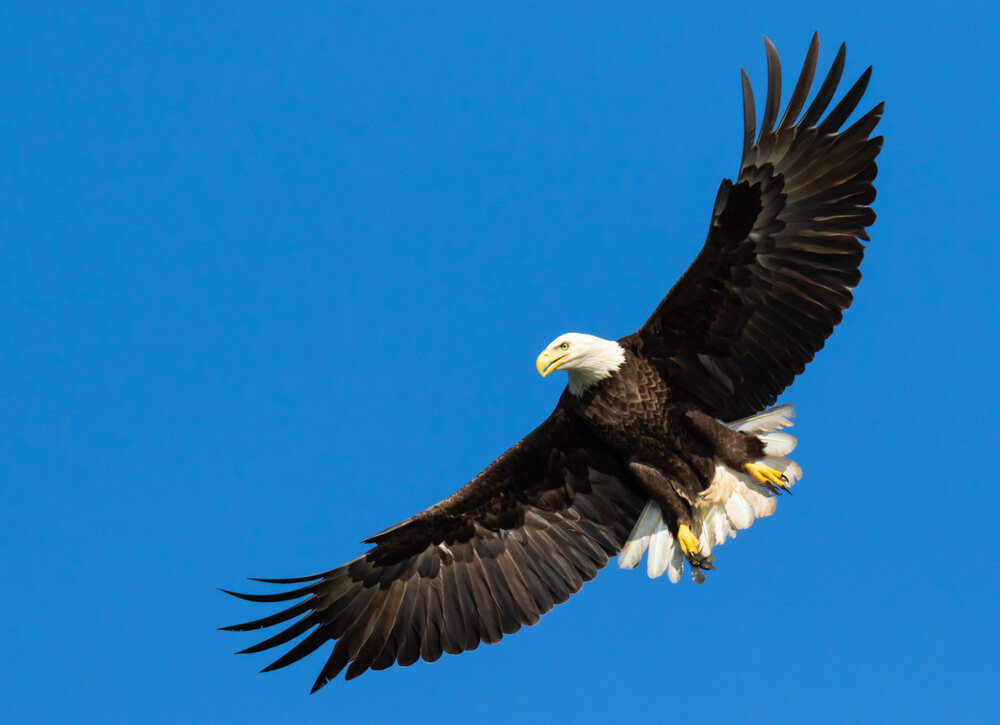 Go bird watching on a romantic getaway in Texas hill country