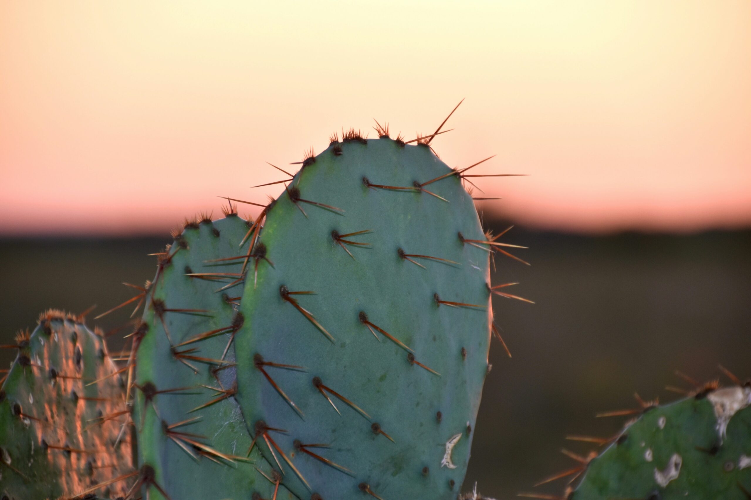 A cactus found near rv campgrounds in austin tx area