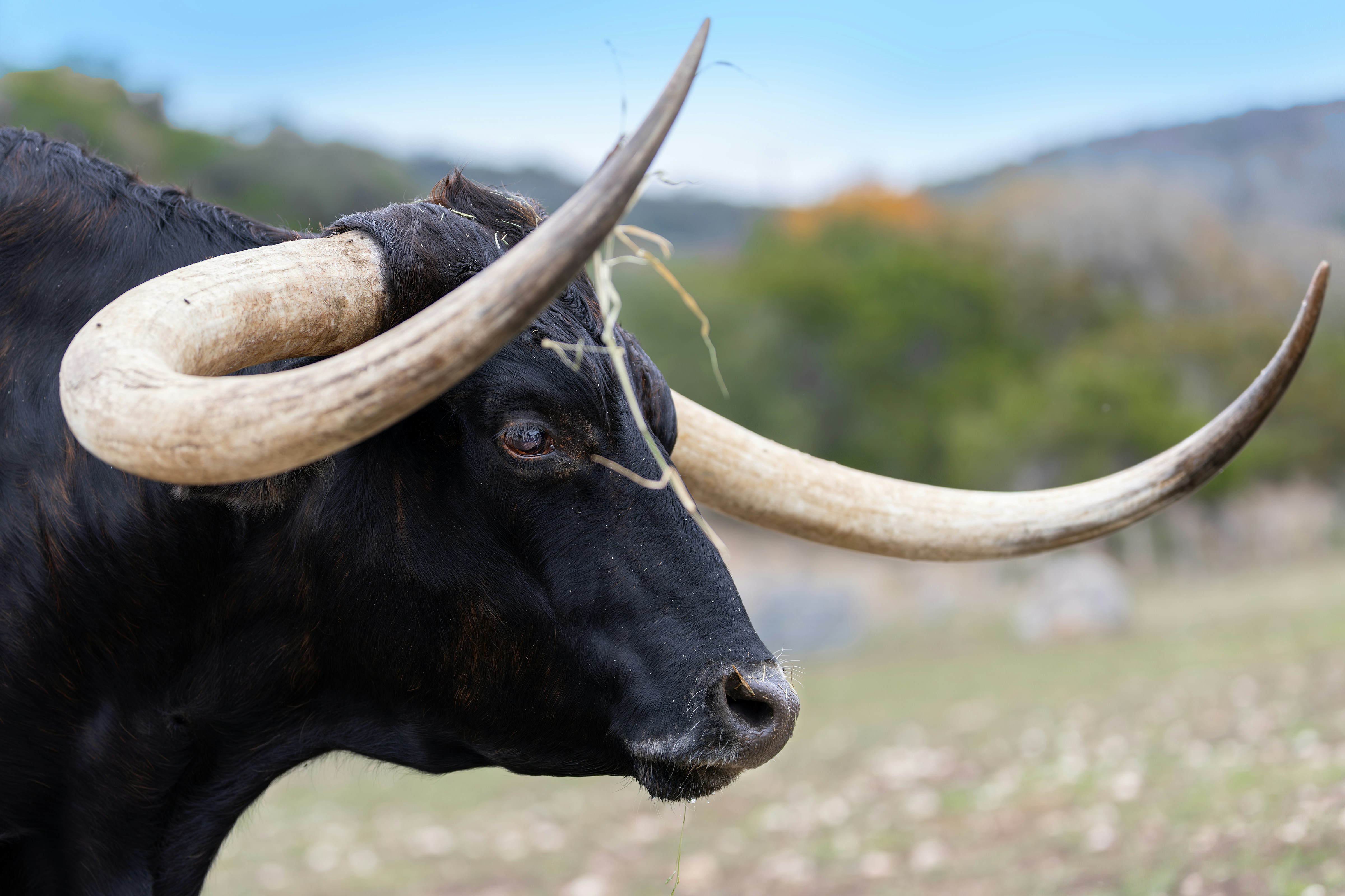 A bull in Texas Hill Country near Austin Tx